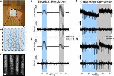 High spatial resolution artificial vision inferred from the spiking output of retinal ganglion cells stimulated by optogenetic and electrical means